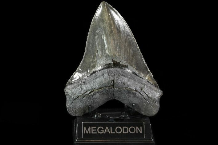 Serrated, Fossil Megalodon Tooth - Foot Shark #80025